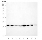 Western blot testing of human 1) HepG2, 2) HeLa, 3) HT1080, 4) 293T, 5) MCF7, 6) U-87 MG, 7) Caco-2 and 8) PC-3 cell lysate with ECHS1 antibody. Predicted molecular weight ~31 kDa, commonly observed at 27-31 kDa.