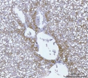 IHC staining of FFPE rat liver tissue with ECHS1 antibody. HIER: boil tissue sections in pH8 EDTA for 20 min and allow to cool before testing.