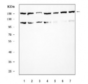 Western blot testing of 1) human PC-3, 2) human 293T, 3) human MOLT4, 4) rat C6, 5) rat L6, 6) mouse RAW264.7 and 7) mouse ANA-1 cell lysate with EIF3A antibody. Predicted molecular weight ~166 kDa.