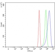 Flow cytometry testing of human U-87 MG cells with EIF3A antibody at 1ug/million cells (blocked with goat sera); Red=cells alone, Green=isotype control, Blue= EIF3A antibody.