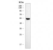Western blot testing of human Daudi cell lysate with HAVCR2 antibody. Expected molecular weight: 33-70 kDa depending on glycosylation level.