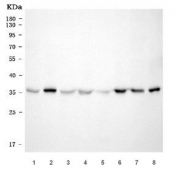 Western blot testing of human 1) MOLT4, 2) Raji, 3) 293T, 4) HeLa, 5) ThP-1, 6) MCF7, 7) Jurkat and 8) PC-3 cell lysate with HAX1 antibody. Predicted molecular weight: 14-32 kDa (multiple isoforms).