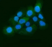 Immunofluorescent staining of FFPE human A431 cells with Eg5 antibody (green) and DAPI nuclear stain (blue). HIER: steam section in pH6 citrate buffer for 20 min.