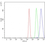 Flow cytometry testing of rat C6 cells with KLF13 antibody at 1ug/million cells (blocked with goat sera); Red=cells alone, Green=isotype control, Blue= KLF13 antibody.