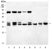 Western blot testing of 1) human SH-SY5Y, 2) human HeLa, 3) human HEL, 4) human HL60, 5) human PC-3, 6) human Jurkat, 7) rat thymus and 8) mouse thymus tissue lysate with KLF13 antibody. Predicted molecular weight ~31 kDa.