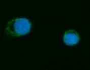 Immunofluorescent staining of FFPE human T-47D cells with MRPS18B antibody (green) and DAPI nuclear stain (blue). HIER: steam section in pH6 citrate buffer for 20 min.