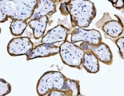 IHC staining of FFPE human placental tissue with MRPS18B antibody. HIER: boil tissue sections in pH8 EDTA for 20 min and allow to cool before testing.