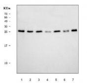 Western blot testing of human 1) A549, 2) 293T, 3) MCF7, 4) PC-3, 5) SH-SY5Y, 6) T-47D, 7) K562 cell lysate with MRPS18B antibody. Predicted molecular weight ~29 kDa.