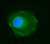 Immunofluorescent staining of FFPE human Caco-2 cells with NDUFS2 antibody (green) and DAPI nuclear stain (blue). HIER: steam section in pH6 citrate buffer for 20 min.