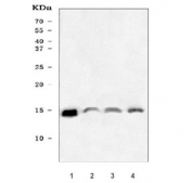Western blot testing of human 1) HepG2, 2) HUH-7, 3) HCCT and 4) HCCP cell lysate with NDUFS6 antibody. Expected molecular weight ~13 kDa.