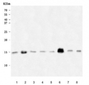 Western blot testing of 1) rat brain, 2) rat heart, 3) rat kidney, 4) rat liver, 5) mouse brain, 6) mouse heart, 7) mouse kidney and 8) mouse liver tissue lysate with NDUFS6 antibody. Expected molecular weight ~13 kDa.