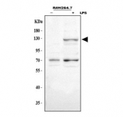 Western blot testing of lysed mouse RAW264.7 cells, with (+) and without (-) LPS stimulation, using Nos2 antibody. Predicted molecular weight ~130 kDa.