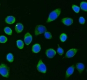 Immunofluorescent staining of FFPE human SiHa cells with APP-1 antibody (green) and DAPI nuclear stain (blue). HIER: steam section in pH6 citrate buffer for 20 min.