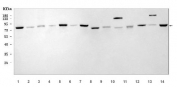Western blot testing of 1) human HeLa, 2) human 293T, 3) human PC-3, 4) human ThP-1, 5) human RT4, 6) human A431, 7) human Daudi, 8) rat testis, 9) rat heart, 10) rat brain, 11) rat L6, 12) mouse heart, 13) mouse brain and 14) mouse NIH 3T3 cell lysate with APP-1 antibody. Predicted molecular weight: 69-72 kDa (multiple isoforms).