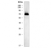 Western blot testing of human PCP tissue with PDIA2 antibody. Expected molecular weight: 58-70 kDa depending on level of glycosylation.
