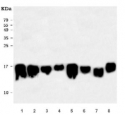 Western blot testing of human 1) HeLa, 2) 293T, 3) Jurkat, 4) PC-3, 5) HepG2, 6) ThP-1, 7) U937 and 8) monkey COS-7 cell lysate with RPL36 antibody. Predicted molecular weight ~12 kDa.