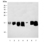 Western blot testing of 1) rat brain, 2) rat stomach, 3) rat liver, 4) rat PC-12, 5) mouse brain, 6) mouse liver and 7) mouse NIH 3T3 cell lysate with RPL36 antibody. Predicted molecular weight ~12 kDa.