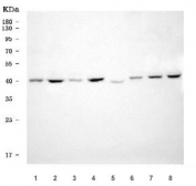 Western blot testing of human 1) PC-3, 2) HeLa, 3) MCF7, 4) K562, 5) 293T, 6) U-251, 7) Daudi and 8) MOLT4 cell lysate with RRS1 antibody. Predicted molecular weight ~41 kDa.
