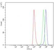 Flow cytometry testing of human HEL cells with RRS1 antibody at 1ug/million cells (blocked with goat sera); Red=cells alone, Green=isotype control, Blue= RRS1 antibody.