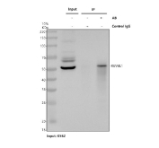 Immunoprecipitation of TIP49A protein from 500ug of human K562 whole cell lysate with 2ug of TIP49A antibody.
