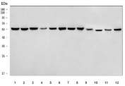 Western blot testing of 1) human K562, 2) human 293T, 3) human HT1080, 4) monkey COS-7, 5) human MCF7, 6) human Daudi, 7) human MOLT4, 8) human HEL, 9) rat testis, 10) rat C6, 11) mouse testis and 12) mouse NIH 3T3 cell lysate with TIP49A antibody. Predicted molecular weight ~50 kDa.