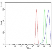 Flow cytometry testing of human U-251 cells with Septin 2 antibody at 1ug/million cells (blocked with goat sera); Red=cells alone, Green=isotype control, Blue= Septin 2 antibody.