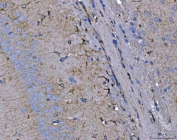 IHC staining of FFPE mouse brain tissue with Septin 2 antibody. HIER: boil tissue sections in pH8 EDTA for 20 min and allow to cool before testing.
