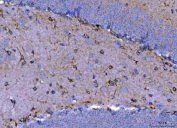 IHC staining of FFPE mouse brain tissue with Septin 2 antibody. HIER: boil tissue sections in pH8 EDTA for 20 min and allow to cool before testing.