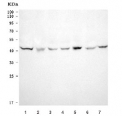 Western blot testing of 1) human MCF7, 2) human U-87 MG, 3) human HeLa, 4) human K562, 5) monkey COS-7, 6) human HepG2 and 7) human HEL cell lysate with Septin 2 antibody. Predicted molecular weight: ~41 kDa.