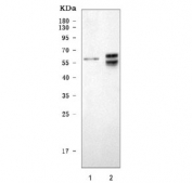 Western blot testing of 1) rat C6 and 2) mouse brain tissue lysate with Sept8 antibody. Predicted molecular weight ~50 kDa, commonly observed at 50-56 kDa.