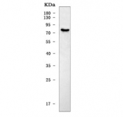 Western blot testing of mouse HEPA1-6 cell lysate with Slc22a1 antibody. Predicted molecular weight ~61 kDa but this glycoprotein may be observed at up to ~80 kDa.