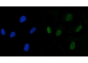 Immunofluorescent staining of FFPE human U-87 MG cells with SLU7 antibody (green) and DAPI nuclear stain (blue). HIER: steam section in pH6 citrate buffer for 20 min.