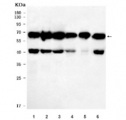 Western blot testing of human 1) HeLa, 2) 293T, 3) K562, 4) U-87 MG, 5) T-47D and 6) SH-SY5Y cell lysate with SLU7 antibody. Predicted molecular weight ~68 kDa.