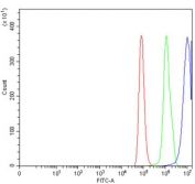 Flow cytometry testing of human HeLa cells with SLU7 antibody at 1ug/million cells (blocked with goat sera); Red=cells alone, Green=isotype control, Blue= SLU7 antibody.