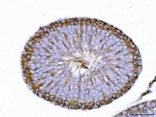 IHC staining of FFPE rat testis tissue with TARBP2 antibody. HIER: boil tissue sections in pH8 EDTA for 20 min and allow to cool before testing.