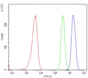 Flow cytometry testing of human 293T cells with TARBP2 antibody at 1ug/million cells (blocked with goat sera); Red=cells alone, Green=isotype control, Blue= TARBP2 antibody.
