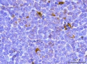 IHC staining of FFPE mouse spleen tissue with Transcription factor EB antibody. HIER: boil tissue sections in pH8 EDTA for 20 min and allow to cool before testing.