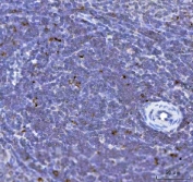 IHC staining of FFPE rat spleen tissue with Transcription factor EB antibody. HIER: boil tissue sections in pH8 EDTA for 20 min and allow to cool before testing.