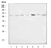 Western blot testing of human 1) A549, 2) HepG2, 3) HeLa, 4) Caco-2, 5) MOLT4, 6) SH-SY5Y and 7) U-251 cell lysate with USP22 antibody. Predicted molecular weight ~60 kDa.
