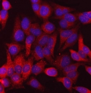 Immunofluorescent staining of FFPE human HeLa cells with CANX antibody (red) and DAPI nuclear stain (blue). HIER: steam section in pH6 citrate buffer for 20 min.