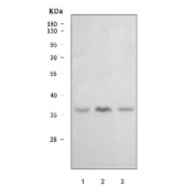 Western blot testing of human 1) HepG2, 2) Jurkat and 3) 293T cell lysate with DNA-3-methyladenine glycosylase antibody. Predicted molecular weight ~33 kDa.