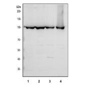 Western blot testing of human 1) HeLa, 2) HepG2, 3) A549 and 4) K562 cell lysate with MARS1 antibody. Predicted molecular weight ~101 kDa.