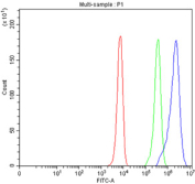 Flow cytometry testing of fixed and permeabilized human K562 cells with MARS1 antibody at 1ug/million cells (blocked with goat sera); Red=cells alone, Green=isotype control, Blue= MARS1 antibody.