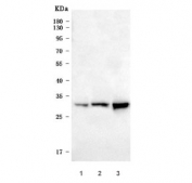 Western blot testing of rat 1) liver, 2) RH35 and 3) PC-12 cell lysate with Heme oxygenase 1 antibody. Predicted molecular weight ~33 kDa.