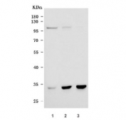 Western blot testing of human 1) HeLa, 2) A549 and 3) 293T cell lysate with HMOX1 antibody. Predicted molecular weight ~33 kDa.
