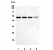 Western blot testing of human 1) MOLT4, 2) Jurkat, 3) HL60 and 4) U-251 cell lysate with Histone deacetylase 1 antibody. Predicted molecular weight 55~60 kDa.