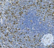 IHC staining of FFPE human spleen tissue with Interleukin 17A antibody. HIER: boil tissue sections in pH8 EDTA for 20 min and allow to cool before testing.