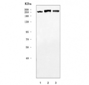 Western blot testing of 1) human 293T, 2) human HeLa and 3) rat C6 cell lysate with CAD Protein antibody. Predicted molecular weight ~243 kDa.