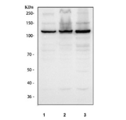 Western blot testing of human 1) K562, 2) SH-SY5Y and 3) 293T cell lysate with EXO1 antibody. Expected molecular weight: 94-115 kDa.