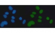 Immunofluorescent staining of FFPE human MCF7 cells with EXO1 antibody (green) and DAPI nuclear stain (blue). HIER: steam section in pH6 citrate buffer for 20 min.